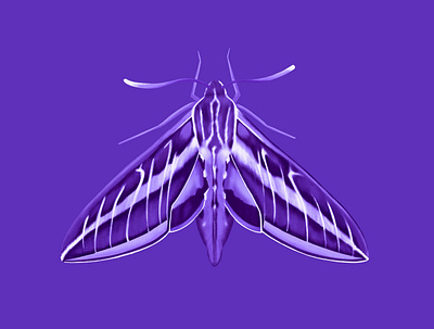 Sphinx Moth bug catcher cute design digital illustration illustration ipadpro moth sphinx moth