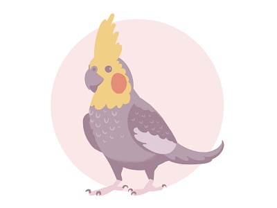 Cockatiel (Pancake) adorable birb bird cockatiel cute digital illustration drawing illustration ipad pro pet illustration procreate