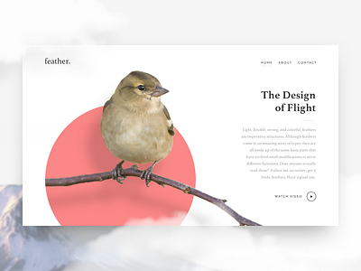 Feather Landing bird clean cloud feather landing layout minimal mountain page simple