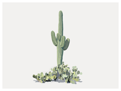 Saguaro art illustration illustrator nature