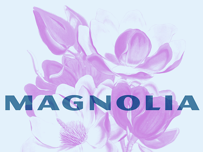 Magnolia