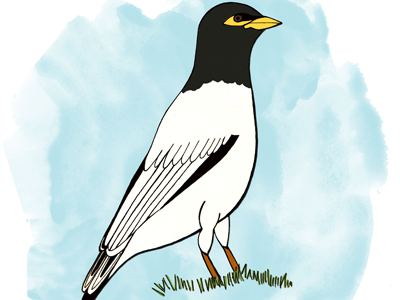 Mynah bird illustration mixed mediums