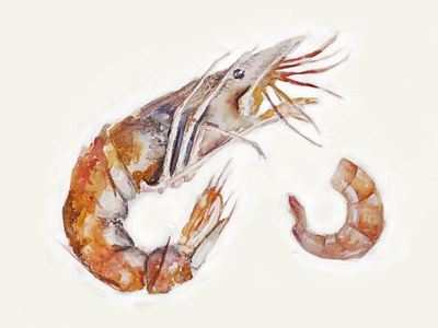 Prawn (food illustration)