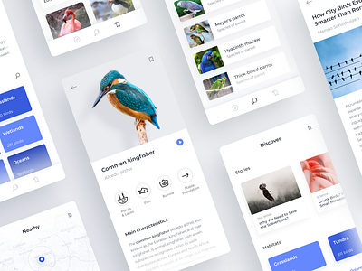 Bird Atlas App about animal app bird discover encyclopedia interface minimal mobile ui ux