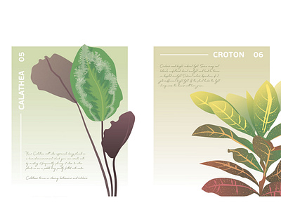 Botanical Poster N5 and N6 botanical calathe croton green illustration minimalism poster vector