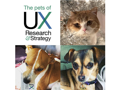 Pets of NTGD UXRS branding design pets social media social media design user experience ux visual design
