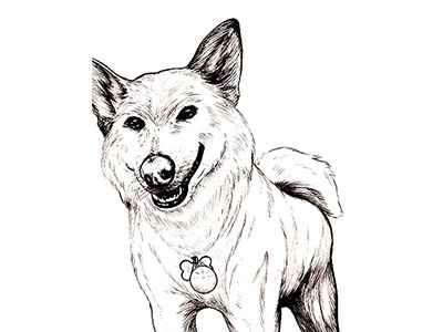Shiba Inu art dogs doodle drawing gray scale illustration inks portrait quick sketch shiba inu traditional art vector