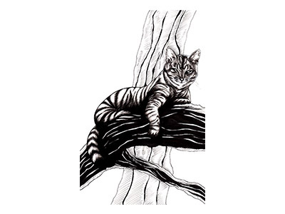 Cat animals art cat doodle drawing gray scale illustration inks portrait quick sketch traditional art vector