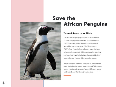 Save the African Penguins african penguins design graphics layout layout design pages penguins publication save the penguins typography