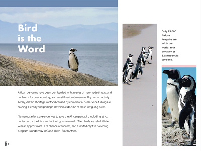 Bird is the Word african penguins birds header indesign layout layout design page save the penguins sidebar texture