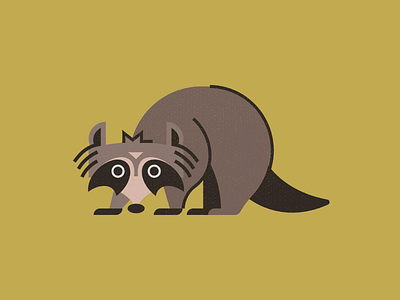 Coon animal character coon fun illustration raccoon simple