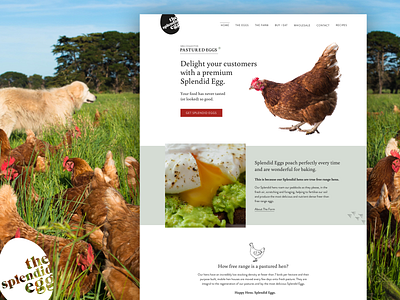 Website Design | The Splendid Egg website design