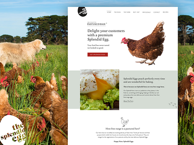 Website Design | The Splendid Egg