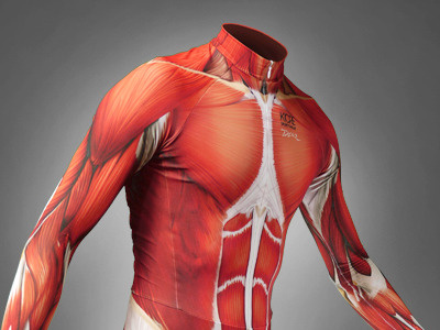 muscle anatomy skin suit