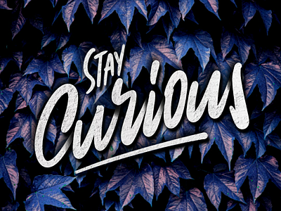 Stay curious adobe clean design graphic design graphic designer hand lettering handlettering illustrator lettering minimal photoshop procreate script type typo typography