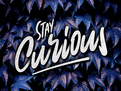 Stay curious