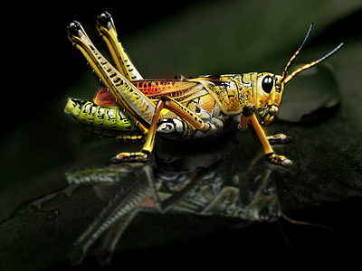Grasshopper hyper realistic ps