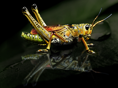 Grasshopper