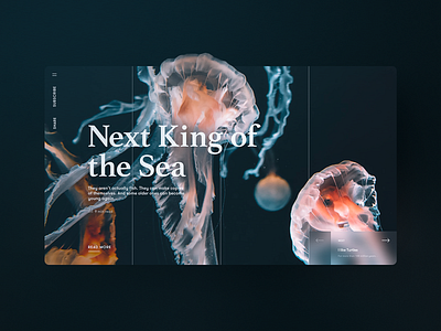 Next King of the Sea – Story Page article article page blog blue blur color fish grid jelly fish jellyfish ocean orange sea story page story telling storypage storytelling webdesign website websites