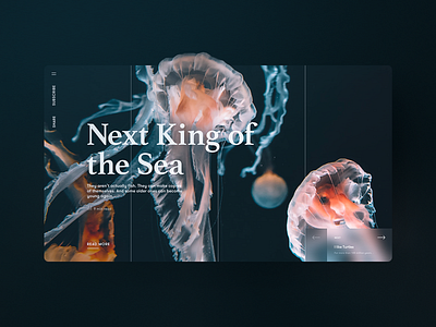 Next King of the Sea – Story Page