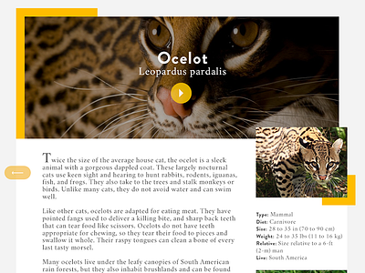 Article layout national geographic nature ocelot photography player redesign ui video web