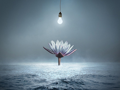 Enlightenment enlightenment flower lotus manipulation meditate spiritual