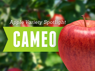 Apple Variety Spotlight