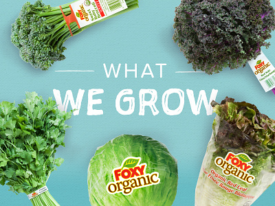 Foxy - What We Grow agriculture broccoli farming kale lettuce produce responsive web design vegetables web design website