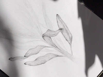 Protea Pencil Drawing botanical drawing floral pencil protea