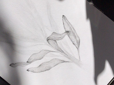 Protea Pencil Drawing