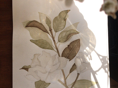 Magnolia Watercolour