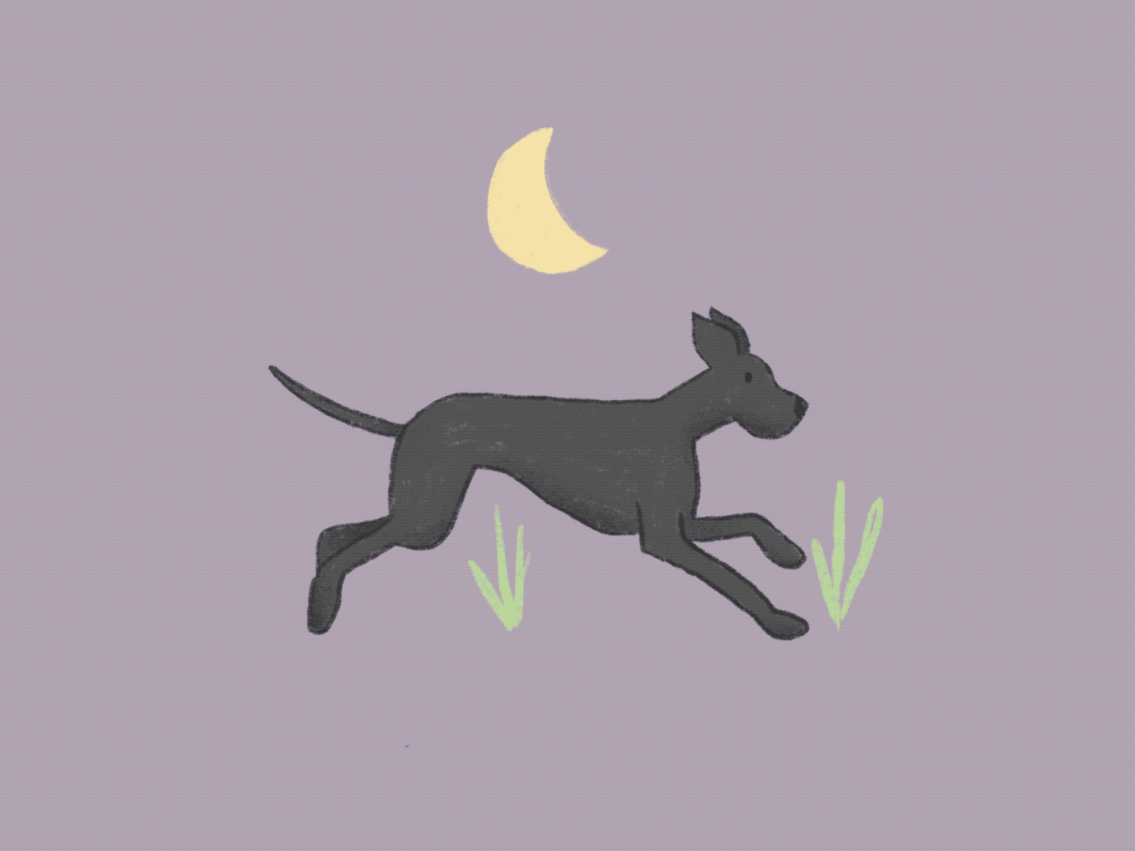 Midnight Run animation design dog illustration dogs flat animation frame by frame gif great dane illustration motion motion design procreate run cycle running