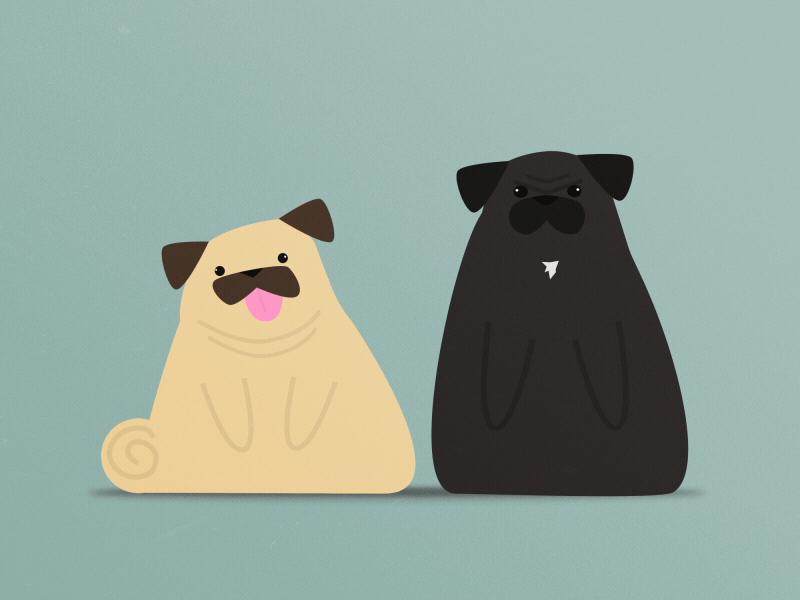 Pugs 2d after effects animation dog loop pug