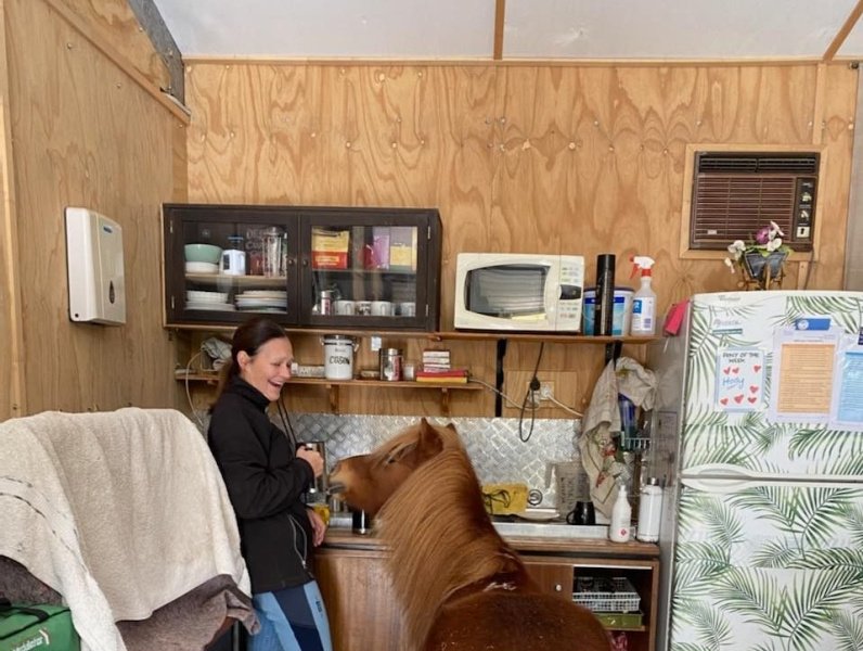 Horse riding lessons gold coast by Horse Riding Hub on Dribbble