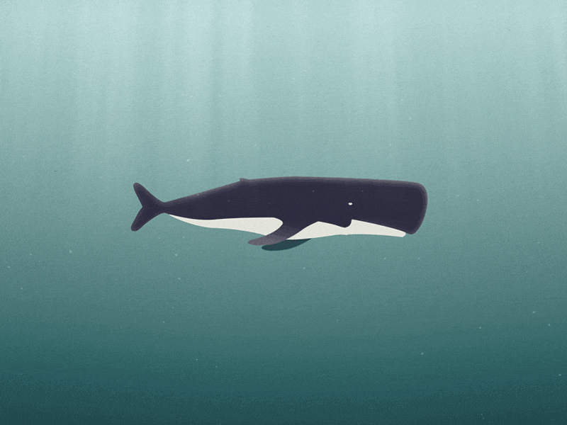 whale cycle 2d animation flat gif loop motion design swim underwater vector walk walkcycle whale