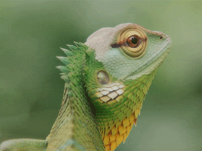 Cinemagraph Green Lizard cinemagraph gif lizard loop rain forest sri lanka wildlife