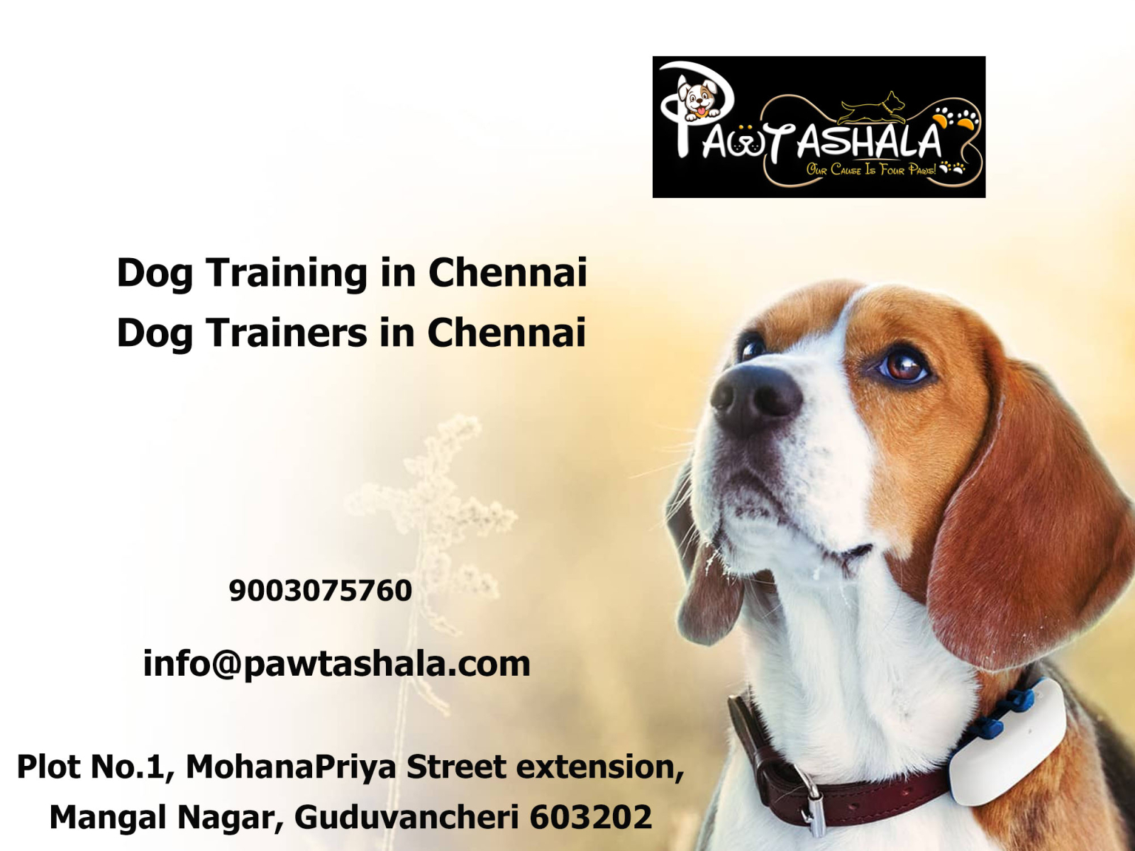 dog-trainers-in-chennai-by-anns-mee-on-dribbble