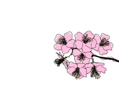 Cherry Blossoms by David Koblesky on Dribbble