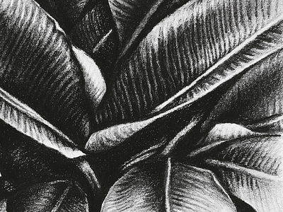 Dark Leaves black white detail drawing leaves nature palms process sketch tropical