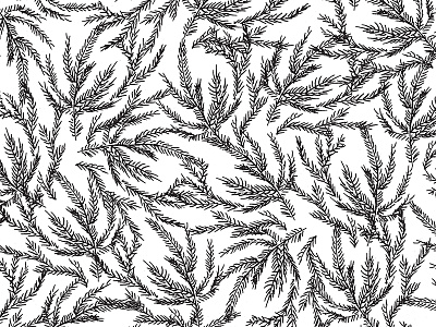 Black Coral Ferns coral drawing fern illustration ink leaves nature ocean pattern pen pine trees