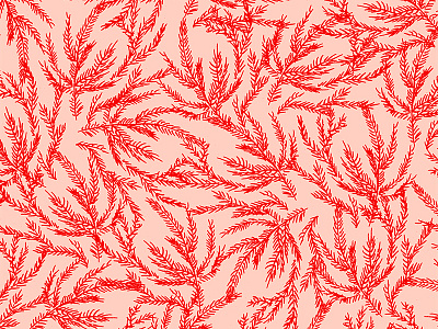 Pink & Red Coral Ferns