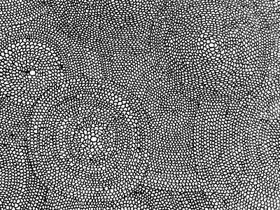 Pattern Circles circle handmade illustration micron paper pattern pen