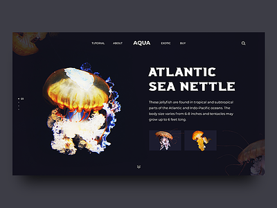 Aquarium aquarium clean jelly fish landing page photoshop ui ui design user experience user interface ux web