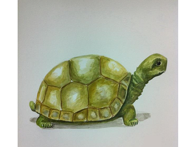 Watercolor Tortoise watercolors