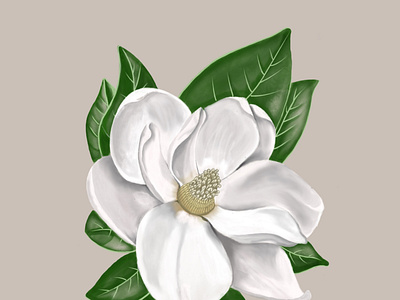 Handrawn white magnolia watercolor