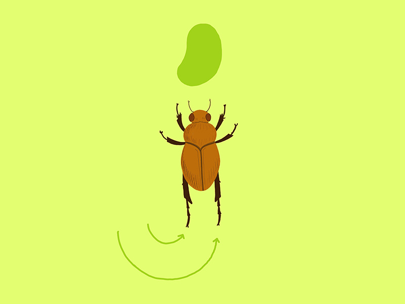 Fig. J: June bug jumps for jelly bean. insect candy jelly bean diagram hand lettering lettering jump june bug bug