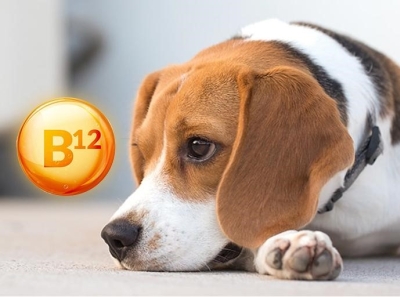 Vitamin B12 For Dogs And Cats By VetandTech On Dribbble