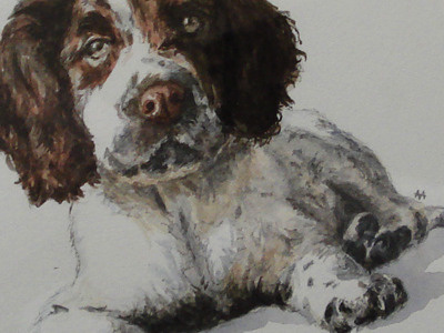 Noah dog noah pet spaniel springer watercolour