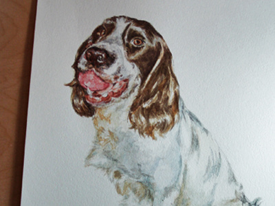 Dexter dexter dog pet spaniel springer watercolour