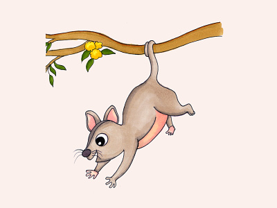 Hanging Possum